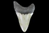 Fossil Megalodon Tooth - North Carolina #91141-1